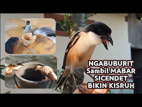 Ngabuburit Ala burung, Mabar agak kisruh tapi Alhamdulillah...