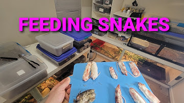 Feeding Baby Boa Constrictor