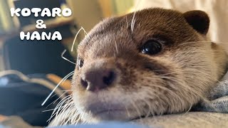 カワウソと恋人気分が味わえるもふもふ動画　Makes You Feel Like Cuddling with Otter
