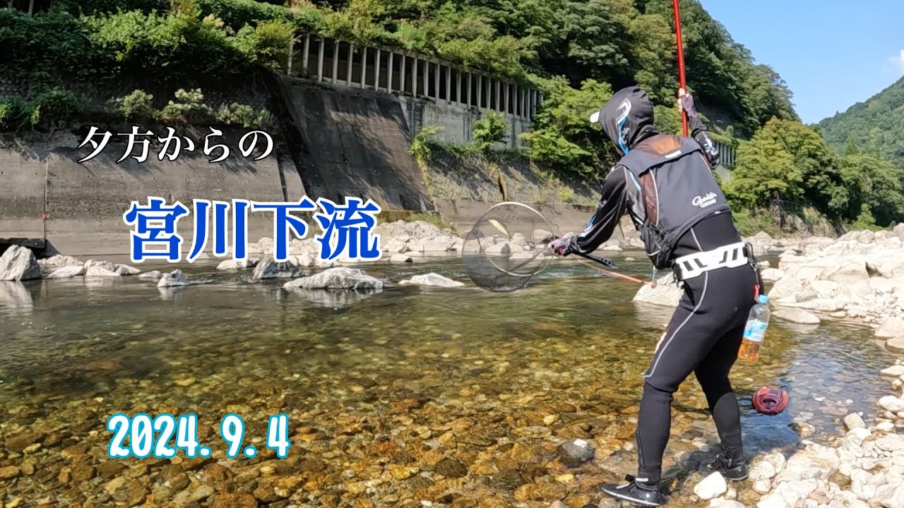 友釣りは日が傾いてからが本番？【宮川下流】【鮎釣り】