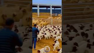 Bakri palan #goat #farm #shorts #animals #farming #trending #viralvideo
