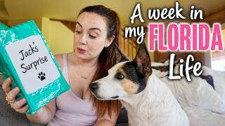 JACK’S BIG SURPRISE! | A Long Week in My Life Vlog | Hauls, Chickens & a very naughty Guinea Pig! screenshot 4