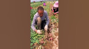 The process of cutting wild onion roots with knife #machine #goodtools #shorts