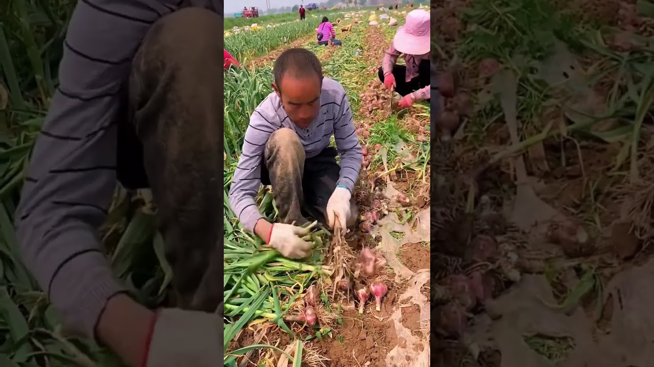 The process of cutting wild onion roots with knife 