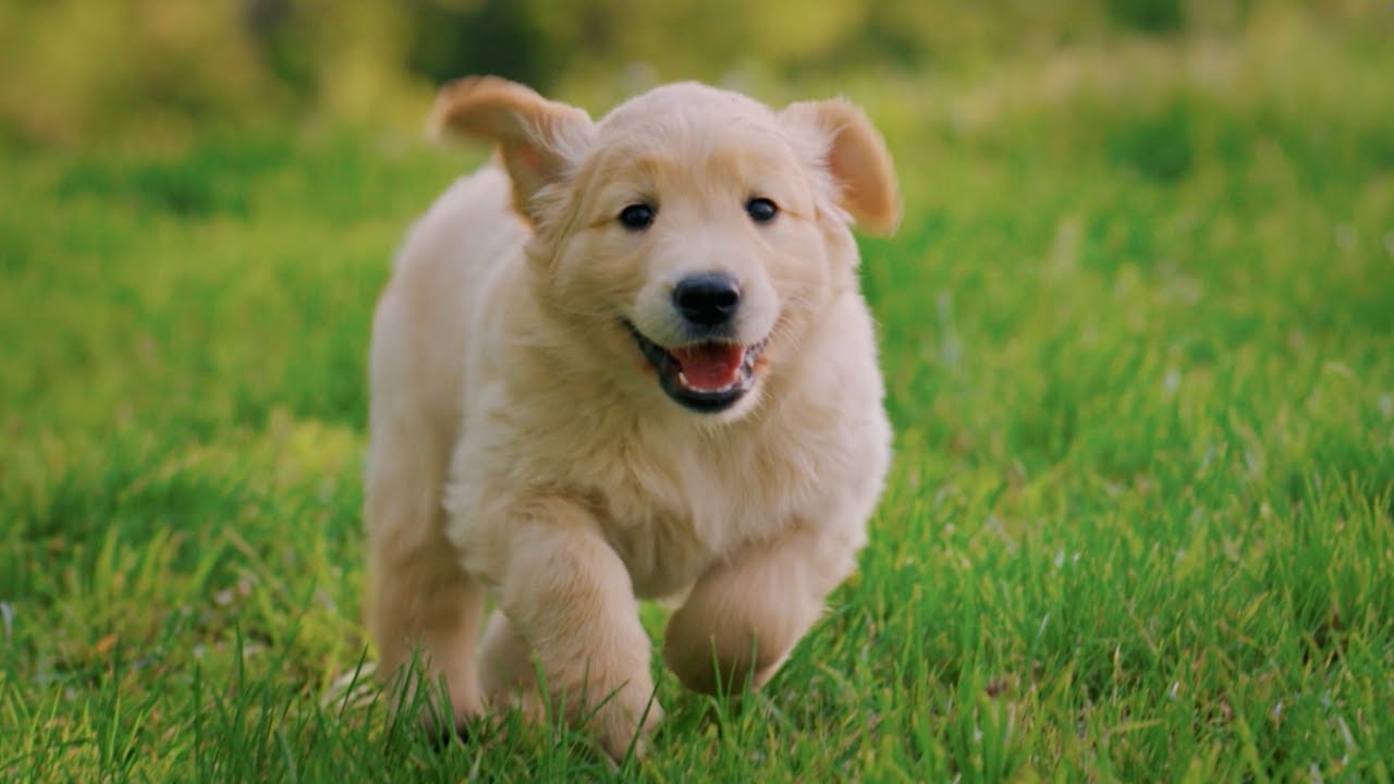 S10 E5 What Should You Feed Your Puppy? 🐾 Vet-Approved Feeding Tips