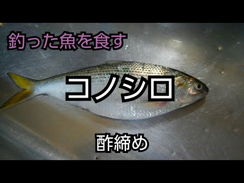 魚料理 酢締め コノシロ Youtube