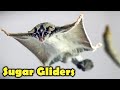 Sugar Glider as Pet - Sugar Glider Facts