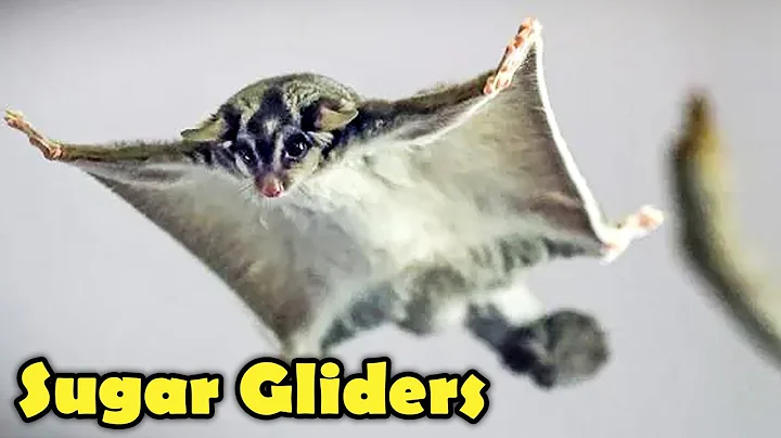 Suger Glider as Pet -  Suger Glider Facts - DayDayNews