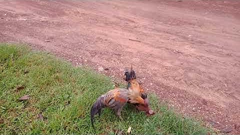 Saib qaib sib ncaws nawb zoosaib kawg