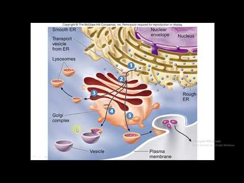 Video: Organel apa yang merupakan bagian dari sistem endomembran?