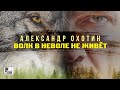 Александр Охотин - Волк в неволе не живёт (Песня 2023) #русскийшансон