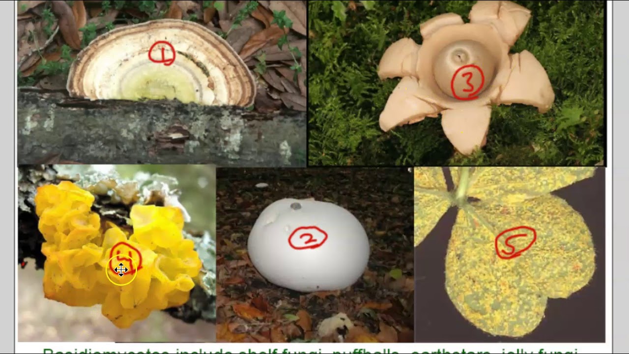 Phylum Basidiomycota & Fungal Ecology!
