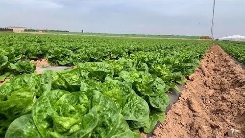 Trianum, el fungicida biológico que triunfa en la Región de Murcia