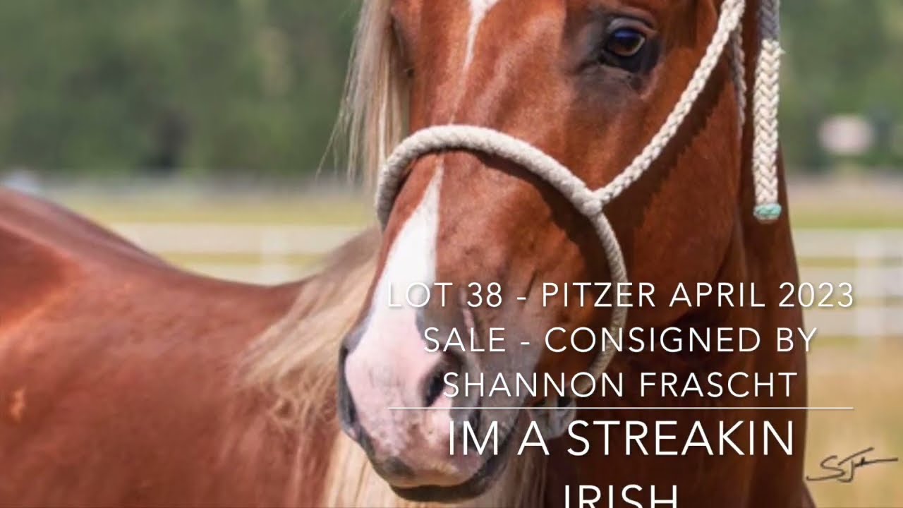 IM A STREAKIN IRISH - Lot 38 - Pitzer Ranch Spring 2023 Sale - Consigned by Shannon Frascht