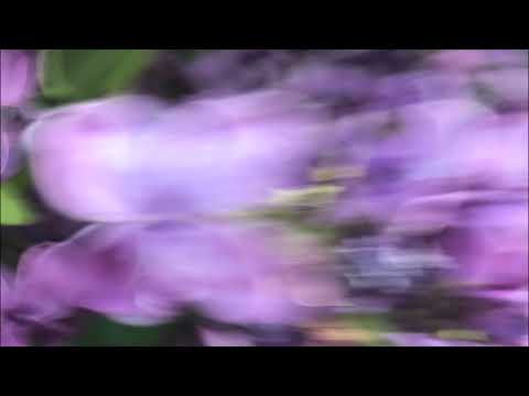 在 YouTube 上观看 Holly North - Ocellus