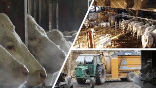 Matinée Dans Un Élevage Bovin Charolaise John Deere