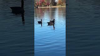 Lake pals. Soft glide.