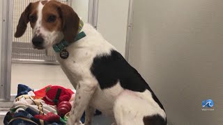 Norfolk Animal Care Center to host Meet your Match Event