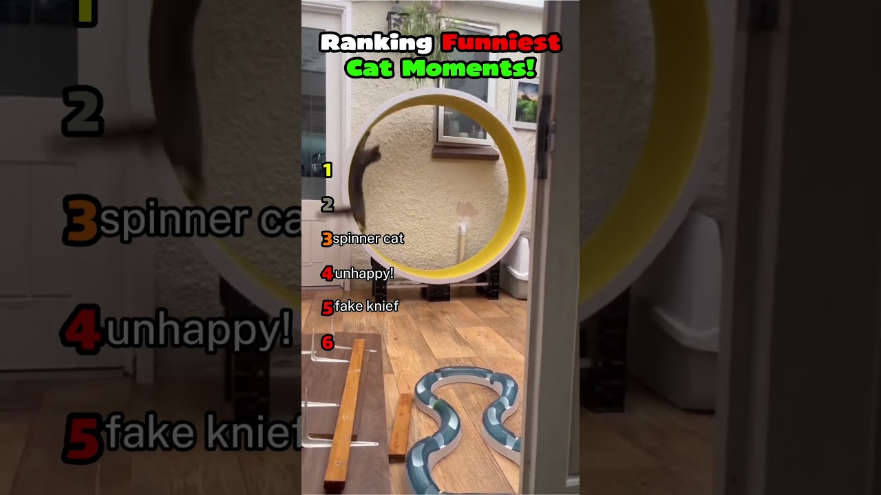 Ranking Top 6 Funniest Cat Moments Pt3! 