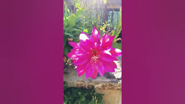 My Orchid Cactus (Epiphyllum) in Bloom 😀Shirley Bovshow (#shorts) - DayDayNews