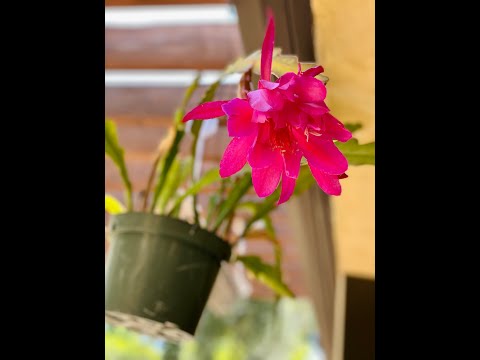 My Orchid Cactus