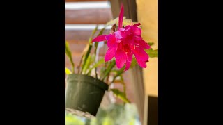 My Orchid Cactus (Epiphyllum) in Bloom 😀Shirley Bovshow (#shorts)
