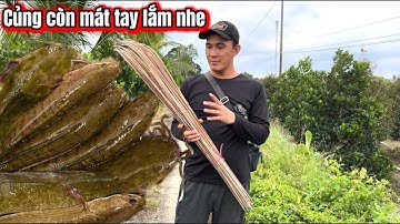 Câu Cá Rô Đồng Lâu Quá Tưởng Lục Nghề Cắm Câu Ai Ngờ Còn Mát Tay Quá - / lãng tử miền Tây T 69