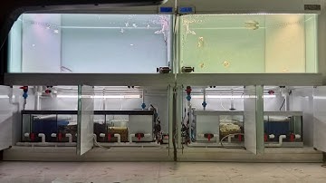 Ake นวมินทร์ 81 - งานระบบ Overflow All Services ตู้ปลา 2 ใบ 60+72 (ตู้มีปลา) พร้อม Upgrade ระบบกรอง