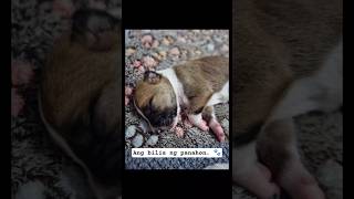 Meet Slurp 🐾 #aspins #doggielife #dogloversdog #puppy #reels