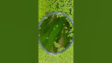Thumbnail of 🐠 Lost In Duckweed! Where's My Fish? #aquarium #aquascape #plantedtank #guppyfish #guppy