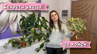 видео: Секреты ухода за хойей. картинка: Секреты ухода за хойей.