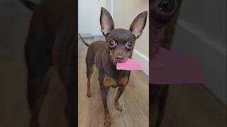 How to have fun with a little dog