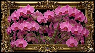 Pink Orchids in a Golden Frame 🩷🤍 | 4K Frame TV Art | Elegant Spa TV Wallpaper screenshot 4