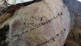 Veterinary Student Stitches ‘I Love You’ into the Skin of Dog He Operated on
In a bizarre display of love, a Polish veterinary student recently stitched the words ‘I Love You’ on to the skin of a dog that he operated on. The fourth year student at the University of Warmia and Mazury, in Olsztyn, then posted the image on to his girlfriend’s Facebook wall, so she could admire his handiwork. The grisly picture was immediately criticized by the couple’s friends and college mates for being grotesque and unethical.
The girlfriend, who is a member of the student council at the same university, defended the photograph: “What’s so unethical about it? He learnt to sew in order to help and is just showing his skill.” Veterinary Student Stitches ‘I Love You’ into the Skin of Dog He Operated on