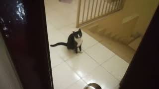 Cat just walked away after she ask me to open the door for her by Smoky & Animals 25 views 5 months ago 37 seconds