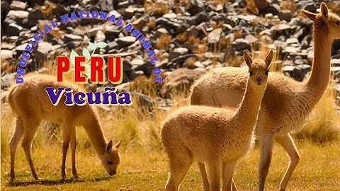 Vicuña - One of the Costliest Wool Producer | Flora N Fauna
