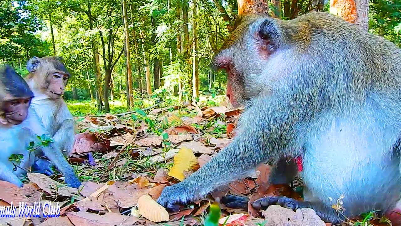 Congrats! Jane Monkey So Hurt Her Pregnant & Giving A Newborn Baby