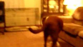 Very short video of Satchel