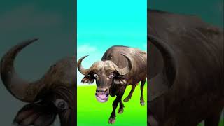 Samosa le aao Re #Rufflo #funny#buffalow #cow #buffallo      #animals....