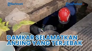 Aksi Heroik Damkar Selamatkan Anjing yang Terjebak di Gorong-gorong