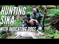 Hunting Sika Over Indicating Dogs