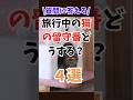 旅行中の猫の留守番どうする？質問来てた#猫の留守番#猫の給餌機#猫の給水機#猫 #猫の豆知識 #猫の雑学