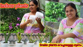 Indoor Plants Settingpotting Mix I Givesnake Plants.