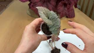 видео: Какого размера детки лучше отделять от фрагмента листа бегонии #begonia #бегонии  картинка: Какого размера детки лучше отделять от фрагмента листа бегонии #begonia #бегонии