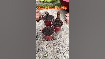 Thuốc Kích Rễ A01 Chuyên Dùng Cho Giâm Cành, Chiết Canh, Phục Hồi Cây Suy Yếu - Ra Rễ Cực Mạnh