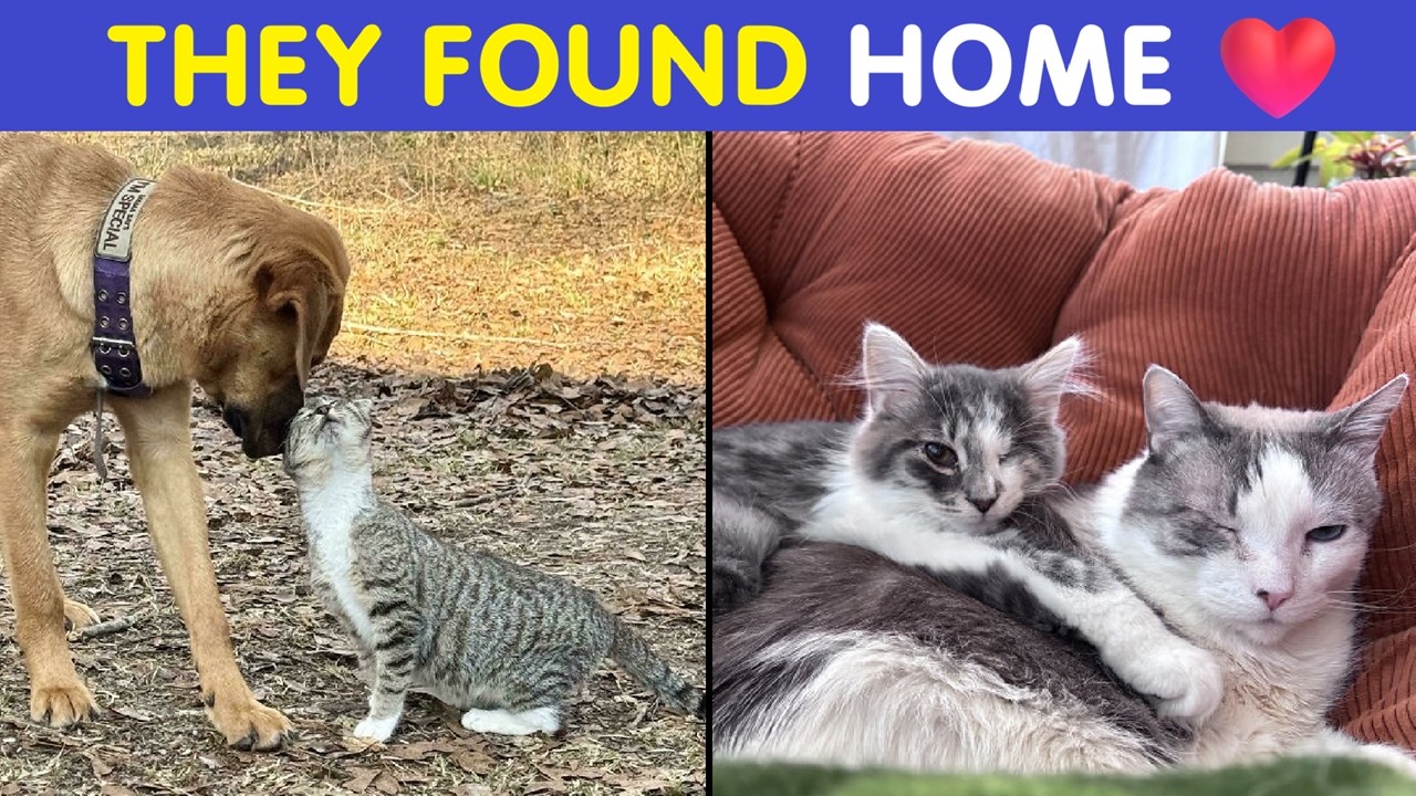 Wholesome Rescue Pets Learning What “Home” Truly Means 🏡❤️