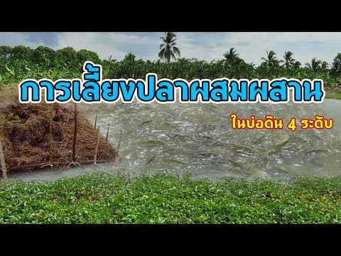 เลี้ยงปลาผสมผสาน ในบ่อดิน 4 ระดับ