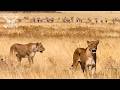 WILD AFRICAN- Last Titans of the Wild – Strength, Survival &amp; Silence | Nature Animal Documentary