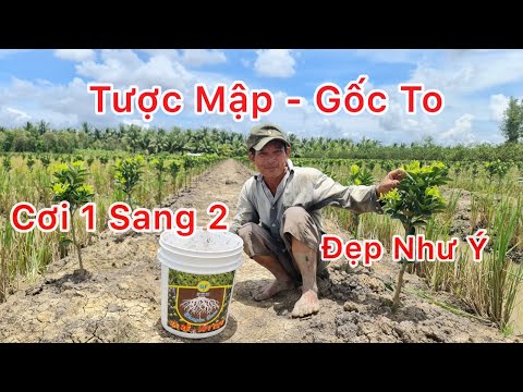 Video Lấy Cơi Cam Sành Đều và Đẹp, Gốc To, Tược Mập bằng bộ... - youtube
