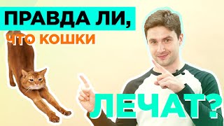 Правда ли, что кошки лечат?